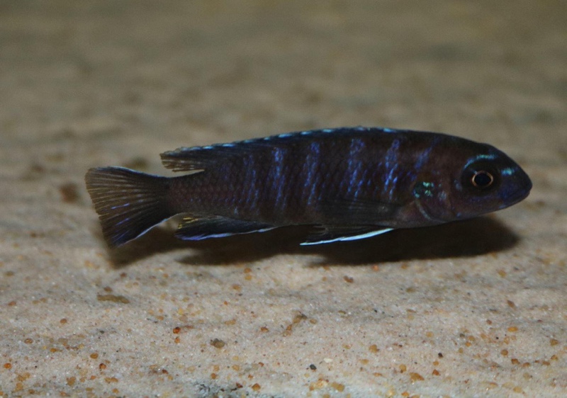 Chindongo sp. 'elongatus masimbwe' Masimbwe Island